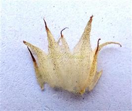  Calyx (opened)